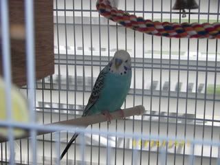 birds015.jpg