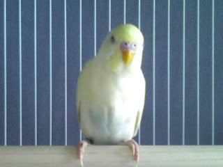 sweetie2.jpg