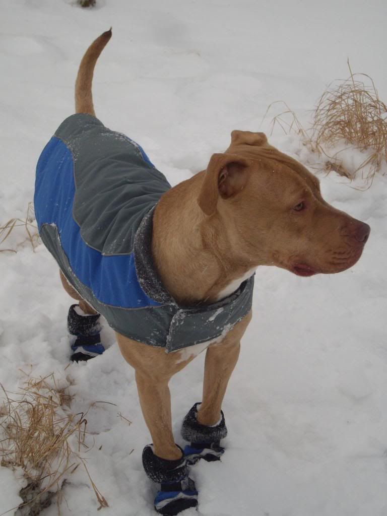 how do they handle the winter (snow) Pitbulls Go Pitbull Dog Forums