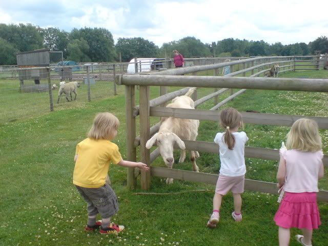 Feeding the Goats