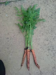 Carrots!!!