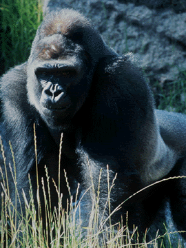 gorillaimageone.gif