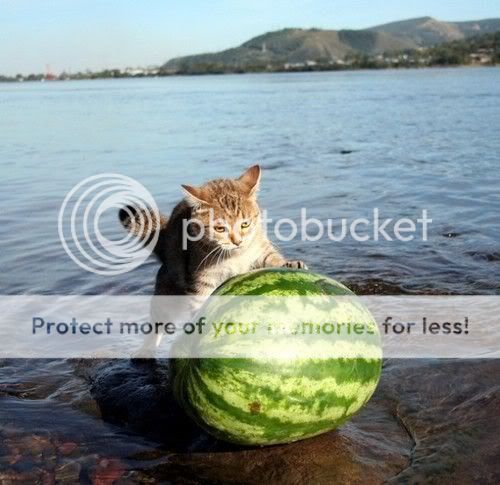 watermeloncat.jpg