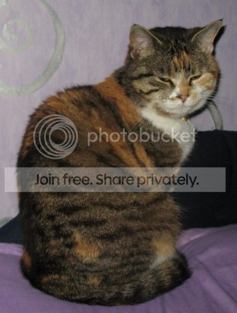 IMG_0221_zps3ab777e4.jpg
