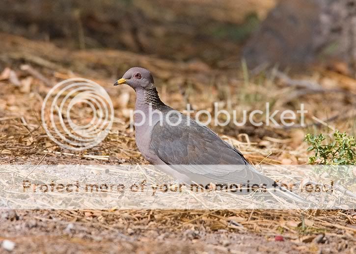 Band-tailed-Pigeon-0005.jpg