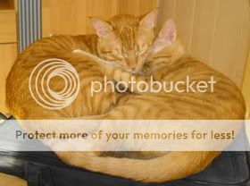 snuggling-cats-21.jpg