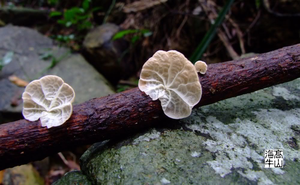 脈褶菇 campanella junghuhnii 白磨科 - 裸子植物, 菌類, 苔蘚, 藻類