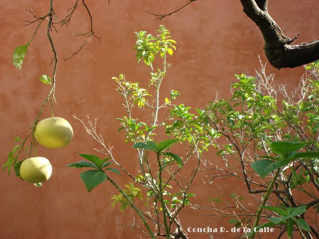 pomelosalcazar.jpg picture by TrianaTubes