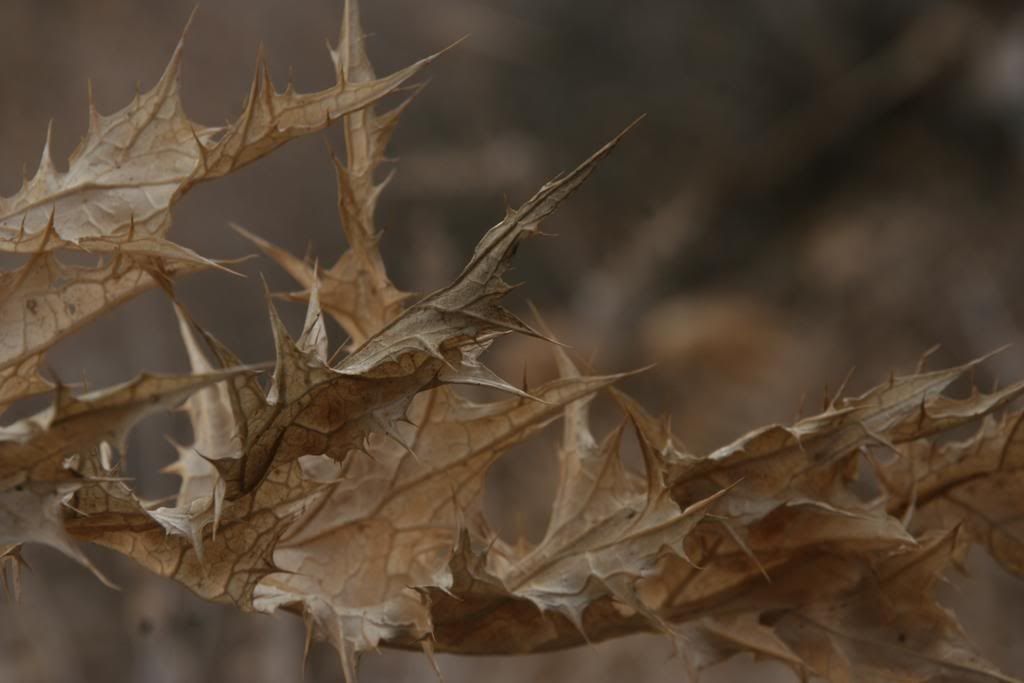 IMG_1273.jpg IMG_1273 picture by jeack